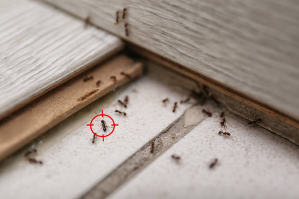 Best Commercial Pest Control Services  in St Leon, IN