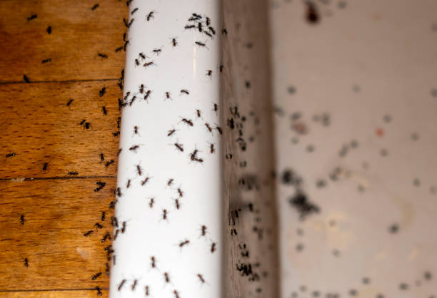 Best Commercial Pest Control Services  in St Leon, IN