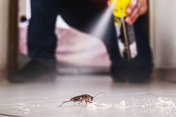 Wasp Removal Services in St Leon, IN